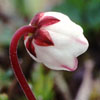 Cassiope hypnoides