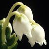 Cassiope tetragona