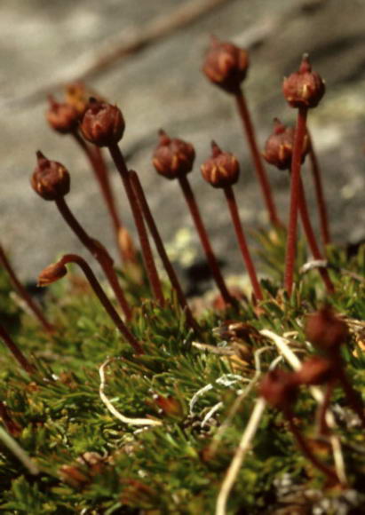 Cassiope hypnoides