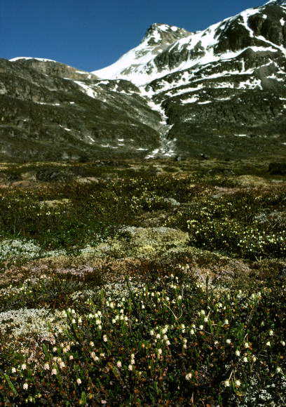 Cassiope tetragona