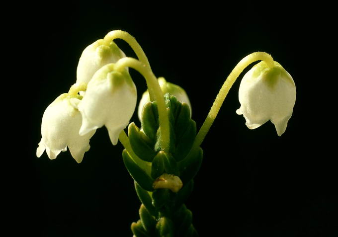 Cassiope tetragona