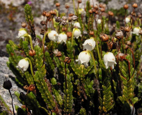 Cassiope tetragona