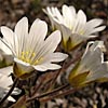 Cerastium alpinum