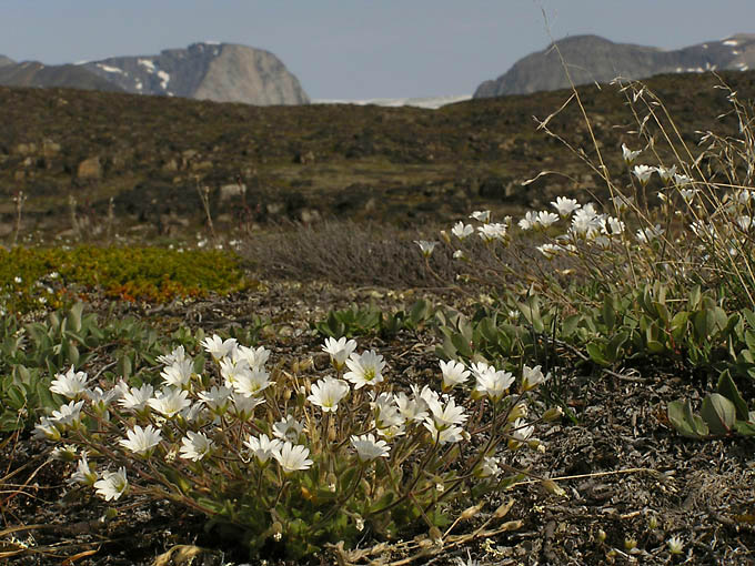 Cerastium alpinum