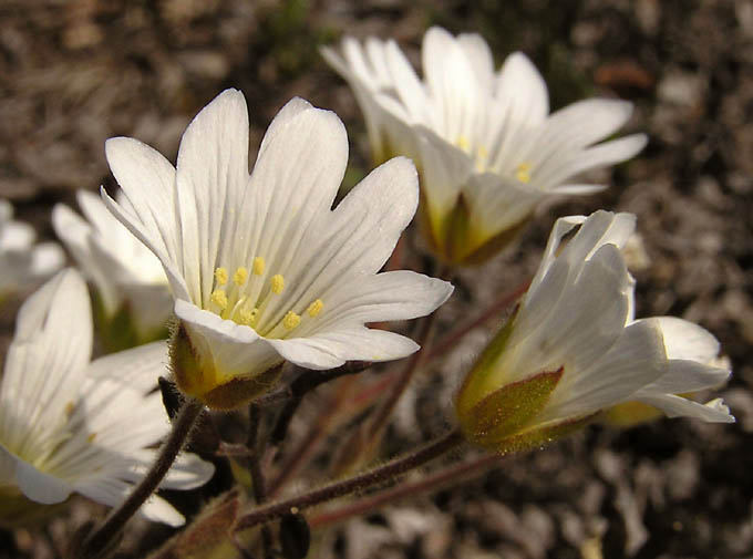 Cerastium alpinum