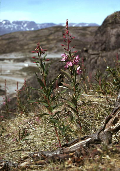 Chamaenerion angustifolium