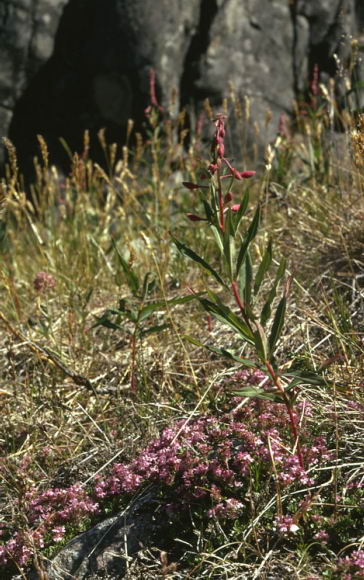 Chamaenerion angustifolium