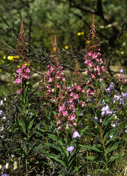 Chamaenerion angustifolium