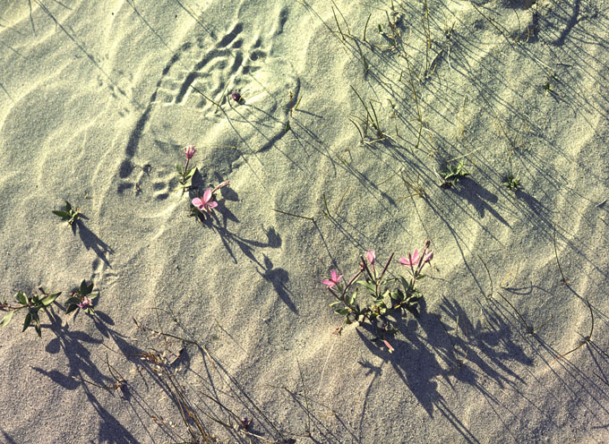 Chamaenerion latifolium