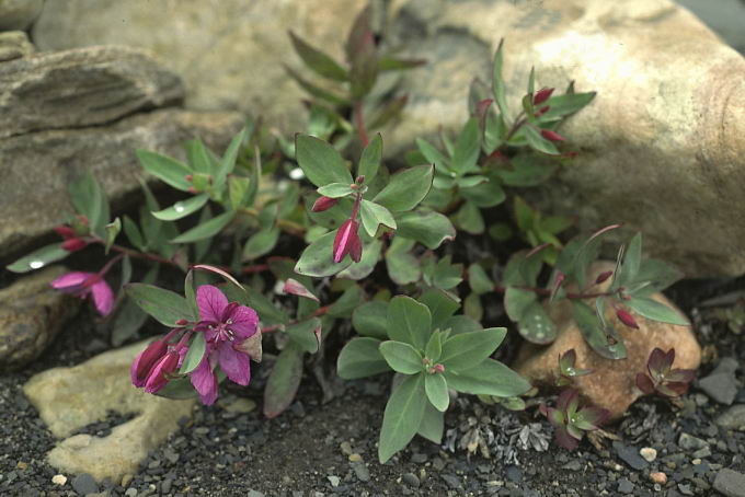 Chamaenerion latifolium