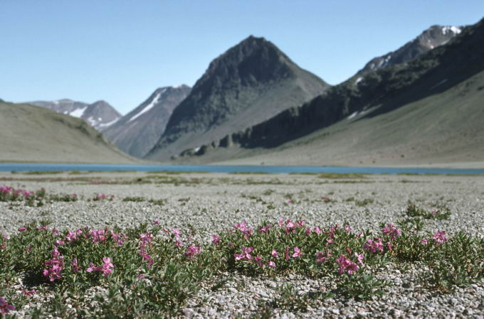 Chamaenerion latifolium