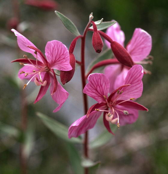 Chamaenerion latifolium