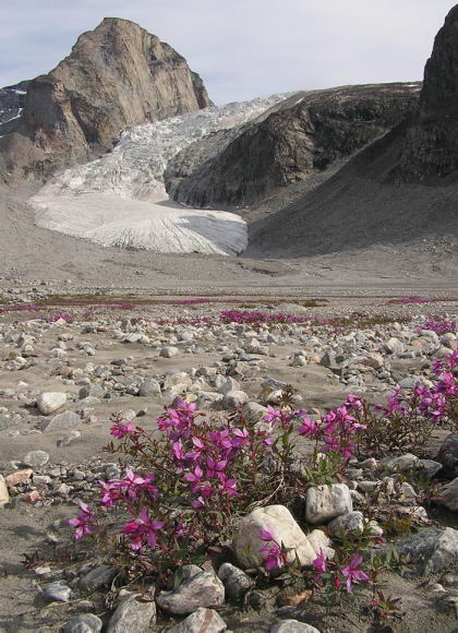 Chamaenerion latifolium