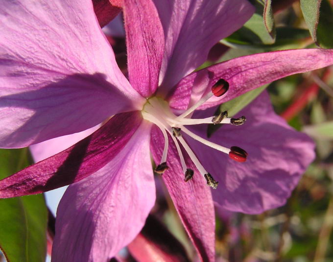 Chamaenerion latifolium