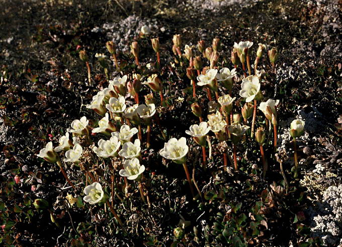 Diapensia lapponica