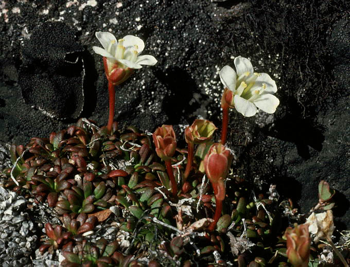 Diapensia lapponica