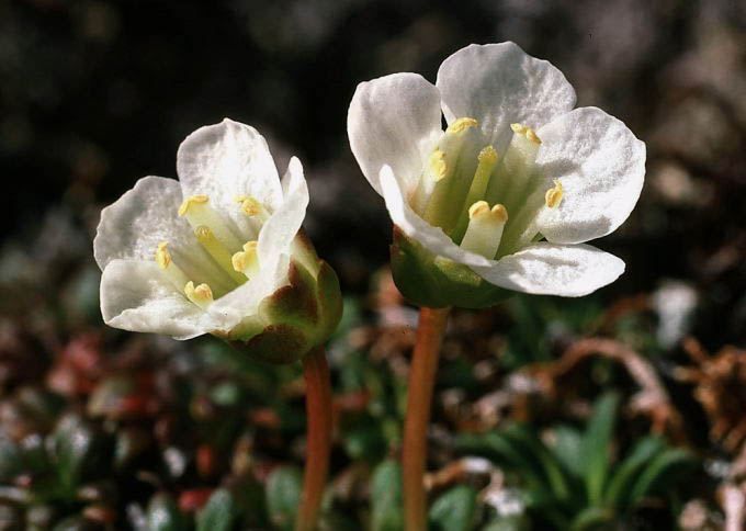 Diapensia lapponica