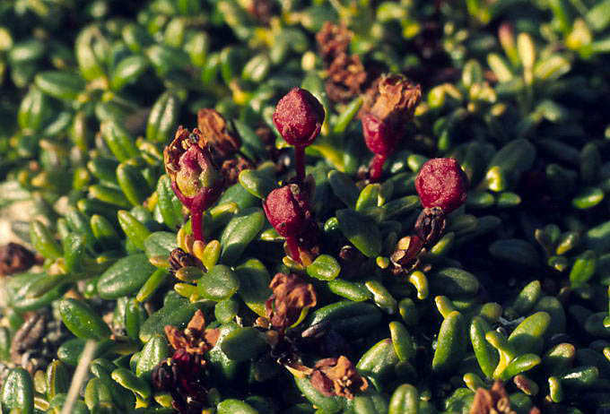 Diapensia lapponica