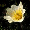 Dryas integrifolia