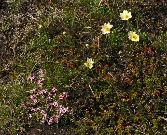 Dryas integrifolia