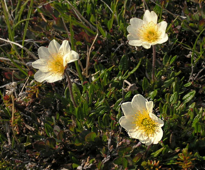 Dryas integrifolia