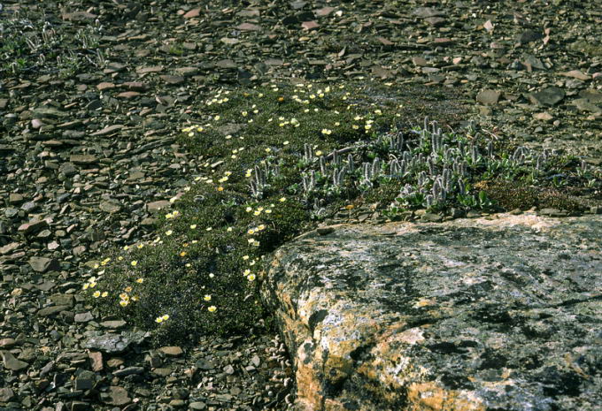 Dryas integrifolia