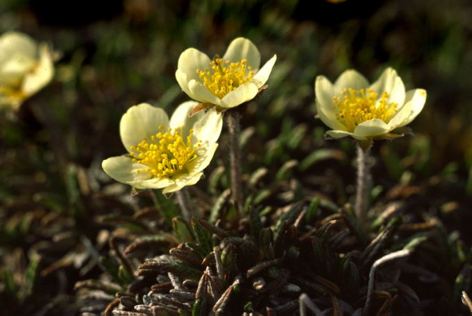 Dryas integrifolia