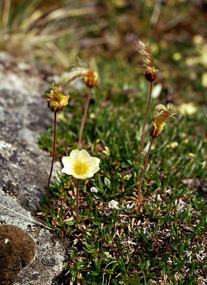 Dryas integrifolia