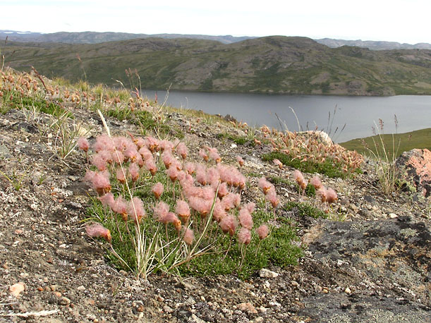 Dryas integrifolia