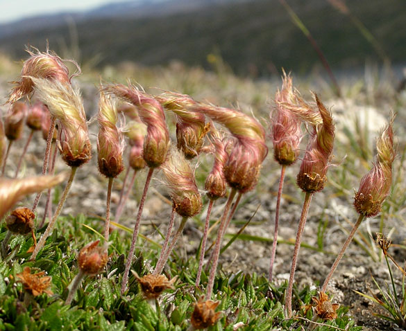 Dryas integrifolia