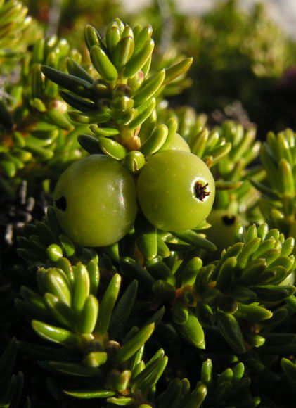 Empetrum hermaphroditum