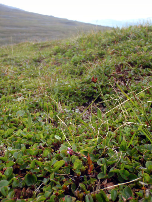 Epilobium anagallidifolium