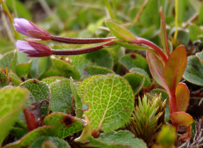 Epilobium anagallidifolium