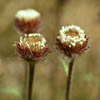 Erigeron uniflorus