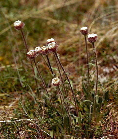 Erigeron uniflorus