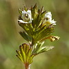 Euphrasia frigida