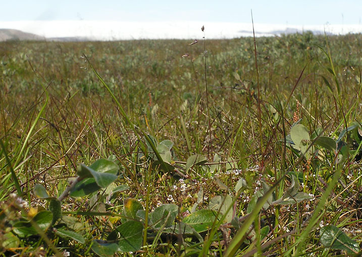 Euphrasia frigida