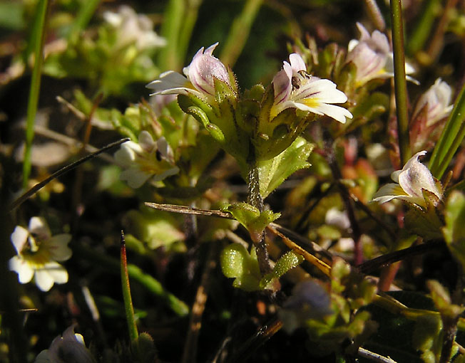 Euphrasia frigida