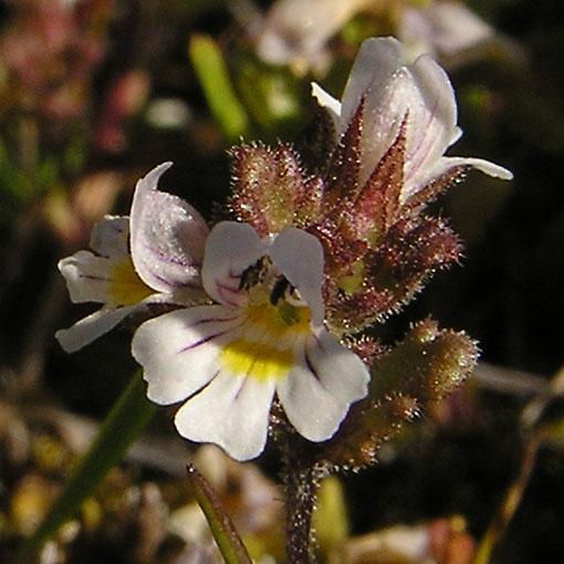 Euphrasia frigida