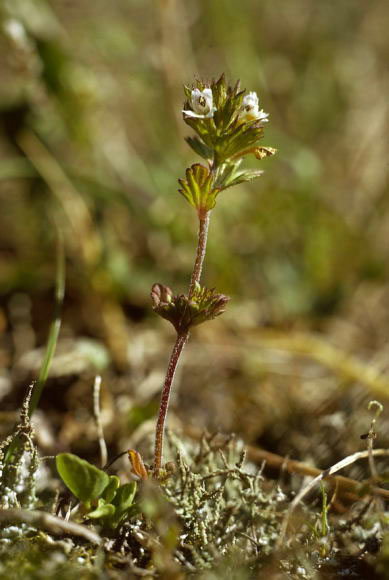 Euphrasia frigida