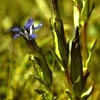 Gentiana nivalis