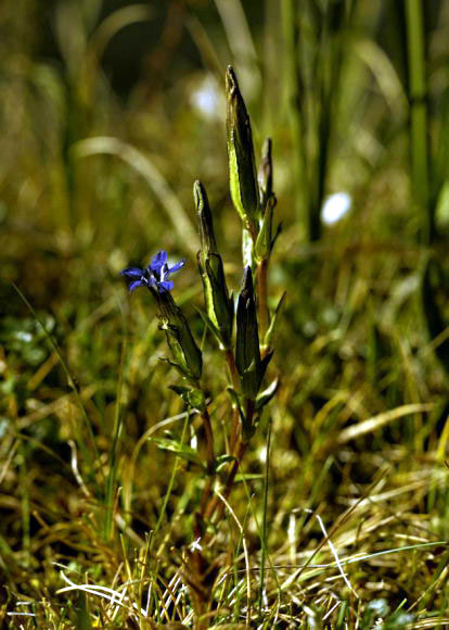 Gentiana nivalis