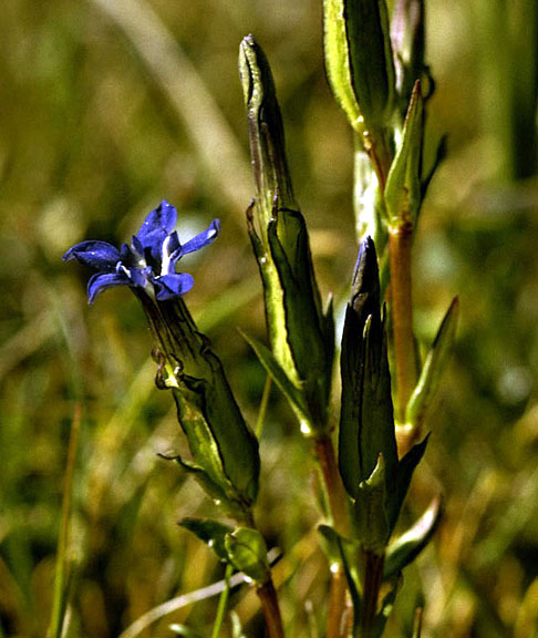 Gentiana nivalis