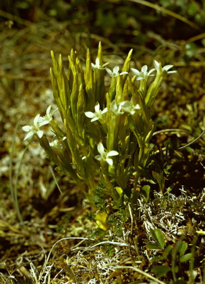 Gentiana nivalis