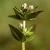 Gentiana aurea