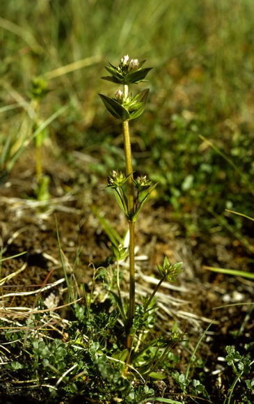 Gentianella aurea