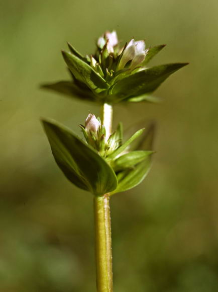 Gentianella aurea