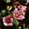 Loiseleuria procumbens