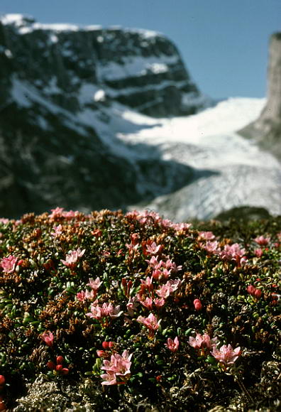 Loiseleuria procumbens