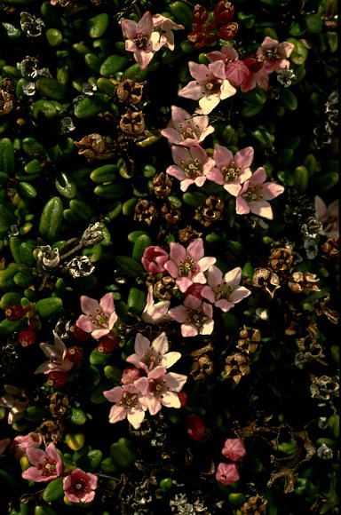 Loiseleuria procumbens